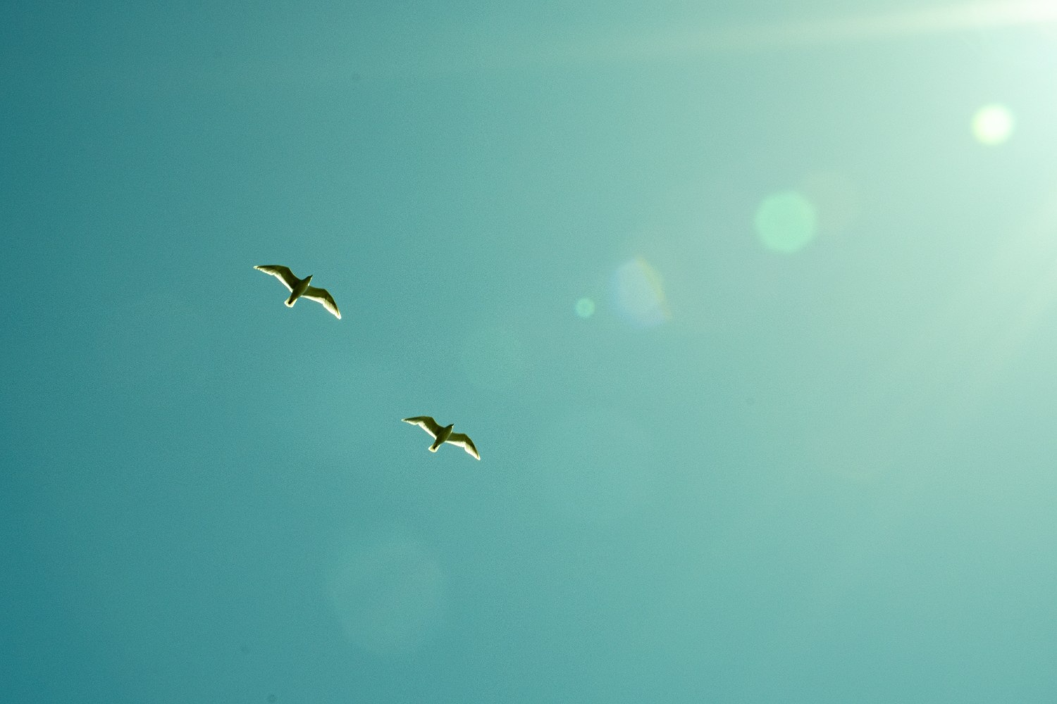 Wild and free